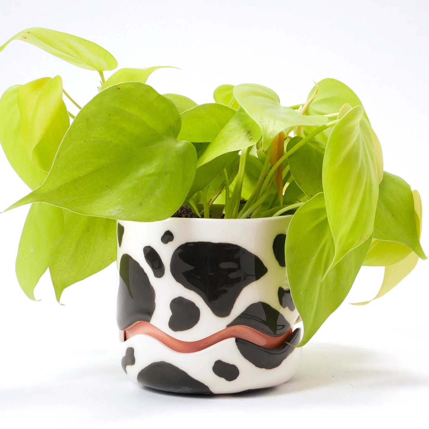 Pre-order - Mini Squiggle Planter / Moo Cow